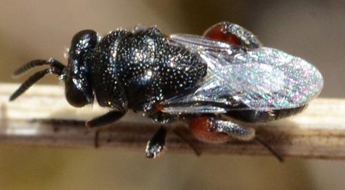Lasiochalcidia sp.